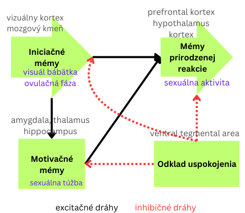 Obrázok 4a. nedomestikovaná reakcia v mozgu